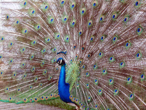 Peacock Art Print featuring the photograph Peacock by Leigh Odom