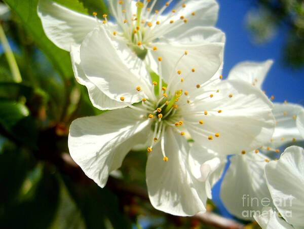Blossom Art Print featuring the photograph Pear Blossom by Nina Ficur Feenan