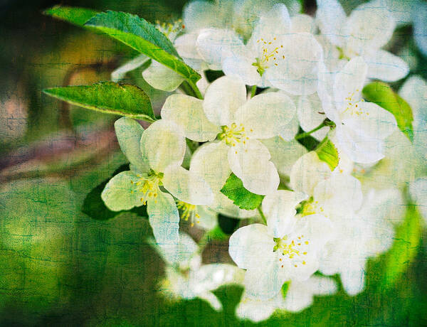 Flowering Art Print featuring the photograph Pear Tree Blossoms Vintage Texture by Marianne Campolongo