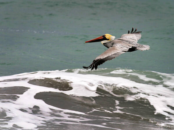 Pelican Art Print featuring the photograph Pelican Flying by Anthony Jones