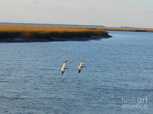 Pelican Art Print featuring the photograph Pelican Pair by Andre Turner