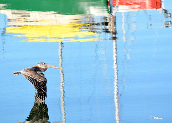 Pelican Art Print featuring the photograph Reflections by Dan Williams