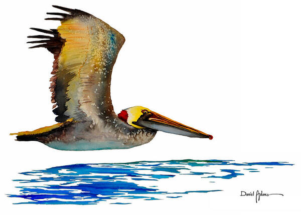 Pelican Art Print featuring the painting Pelican Over Water by Daniel Adams