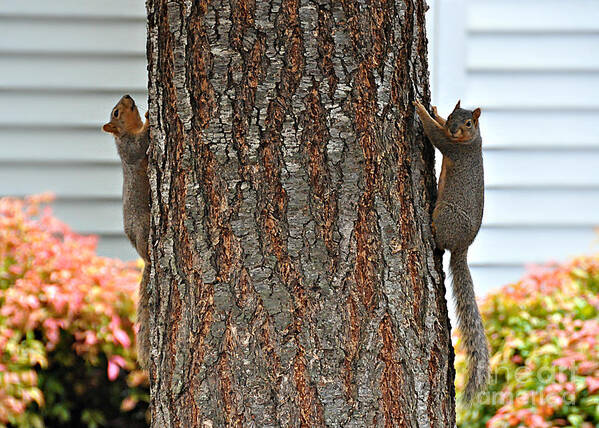 Squirrels Art Print featuring the photograph Perfect Timing by Mindy Bench