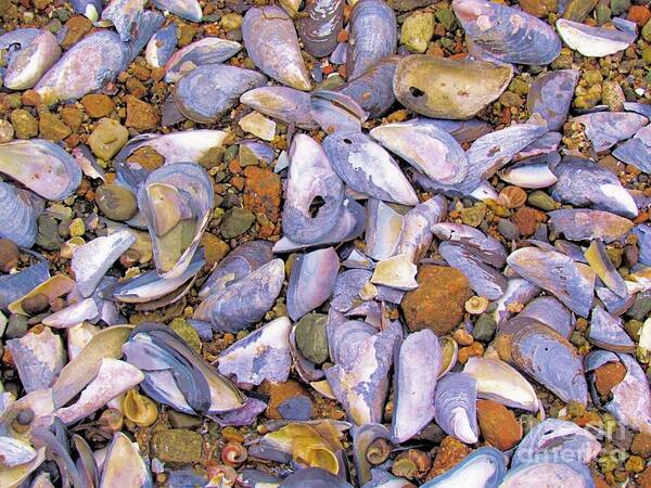 Shells Art Print featuring the photograph Periwinkles Muscles and Clams by Elizabeth Dow