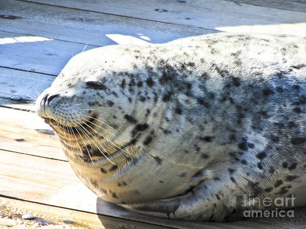 Seal Art Print featuring the photograph Personality by Toni Somes