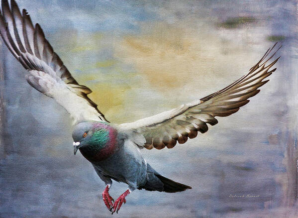 Pigeon Art Print featuring the photograph Pigeon On Wing by Deborah Benoit