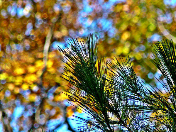 Pine Art Print featuring the photograph Pine Bouquet 2 by Chris Sotiriadis