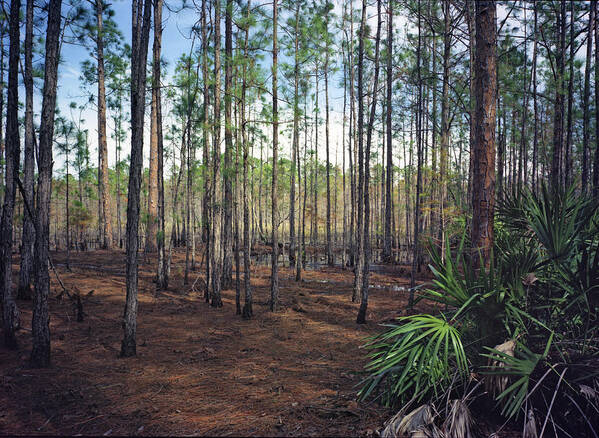 Chris Kusik Art Print featuring the photograph Pine Forest II. Split Oak. by Chris Kusik