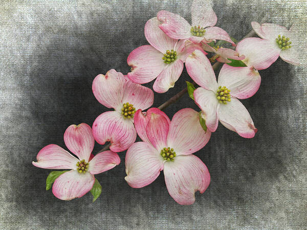 Art Art Print featuring the photograph Pink and White Dogwood Tree Blossoms by Randall Nyhof