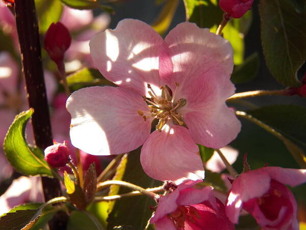 Crab Apple Tree Art Print featuring the photograph Pink Crab Apple Bloom and Shadows by Corinne Elizabeth Cowherd