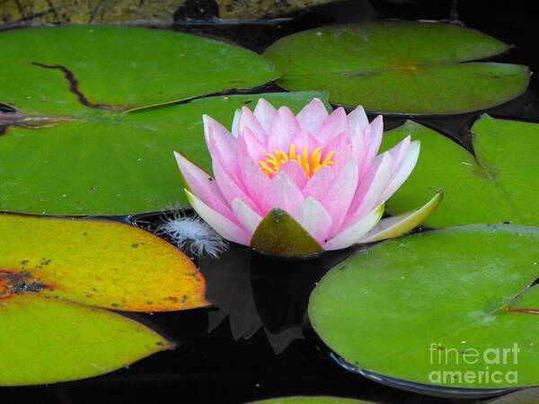 Lily Art Print featuring the photograph Pink Lilly Flower by Erick Schmidt