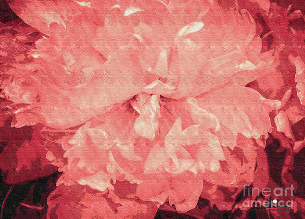Pink Art Print featuring the photograph Pink Macro Flower by Grace Grogan