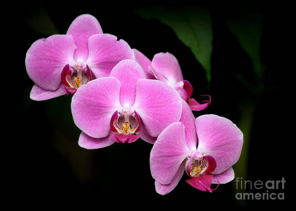 Amazing Art Print featuring the photograph Pink Orchids in a Row by Sabrina L Ryan