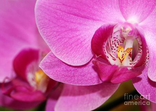 Orchid Art Print featuring the photograph Pink Orchids by Sabrina L Ryan