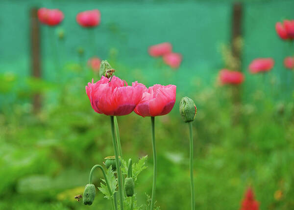 Side By Side Art Print featuring the photograph Pink Papaver Somniferum by 49pauly