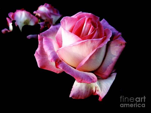 Pink Rose Art Print featuring the photograph Pink Rose by Leanne Seymour