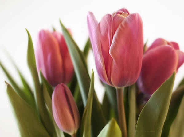 Tulips Art Print featuring the photograph Pink Tulips by Vickie Szumigala