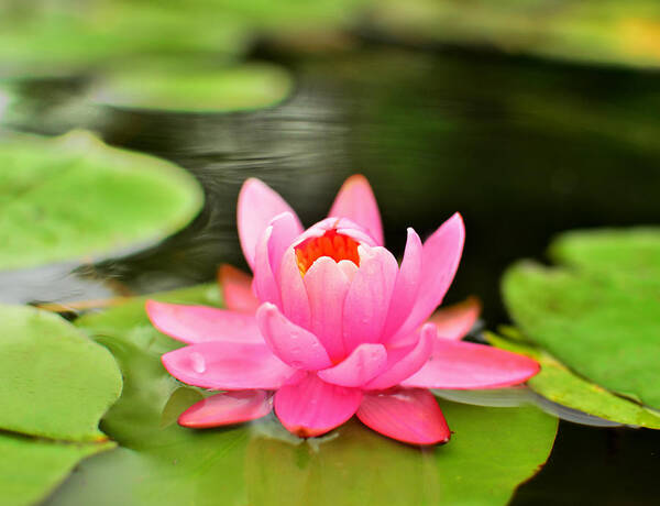 Water Lilly Art Print featuring the photograph Pink Water Lilly by Lisa Lambert-Shank