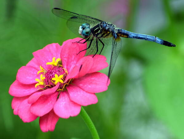 Zinnia Art Print featuring the photograph Pink Zinnia Dragonfly 2 by Sheri McLeroy