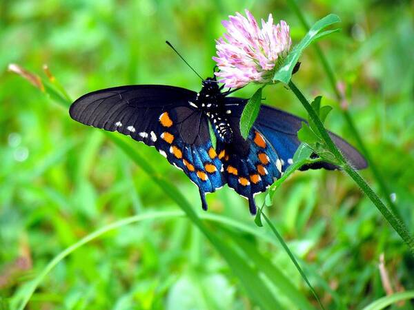 Carol R Montoya Art Print featuring the photograph Pipevine Swallowtail Hanging On by Carol Montoya