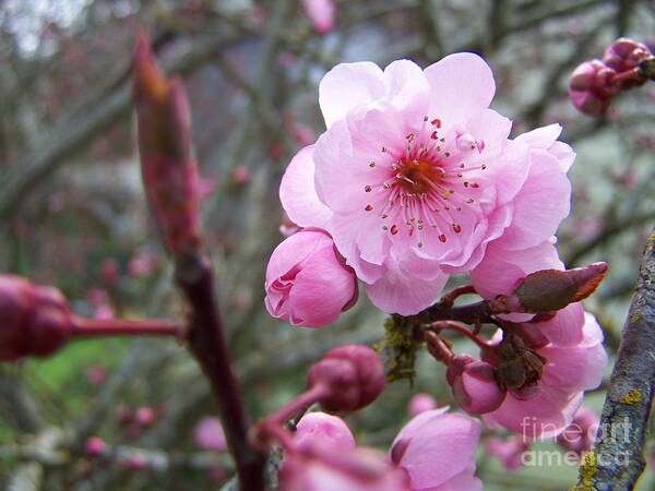 Plum Blossom Art Print featuring the photograph Plum Blossom by Vicki Maheu