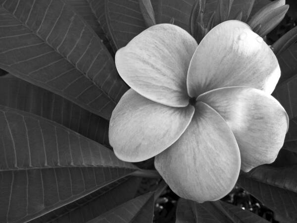 Floral Art Print featuring the photograph Plumeria with Raindrops by Shane Kelly