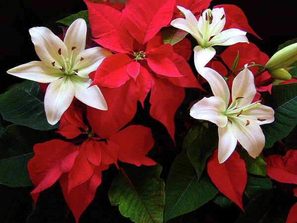 Holiday Art Print featuring the photograph Poinsettia and Lilies by Sandy Keeton