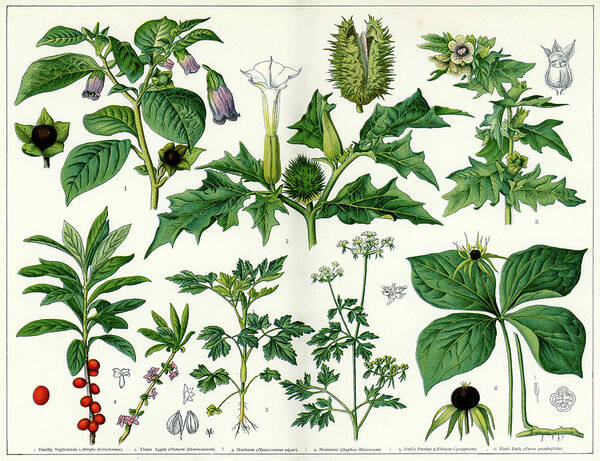 Printmaking Technique Art Print featuring the digital art Poisonous Plants by Duncan1890