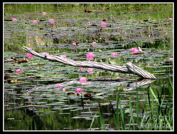 Water Lily Art Print featuring the photograph Pond of Pink Waterlilies by Rose Santuci-Sofranko