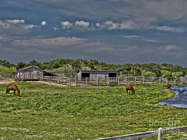 Outdoors Art Print featuring the photograph Ponies of Ocracoke by Dawn Gari