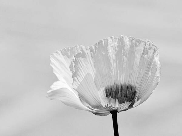 Flower Art Print featuring the photograph Poppy in White by Ludwig Keck