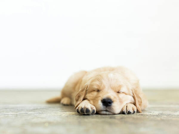Pets Art Print featuring the photograph Portrait Of Puppy Sleeping On Wooden by Jessica Peterson
