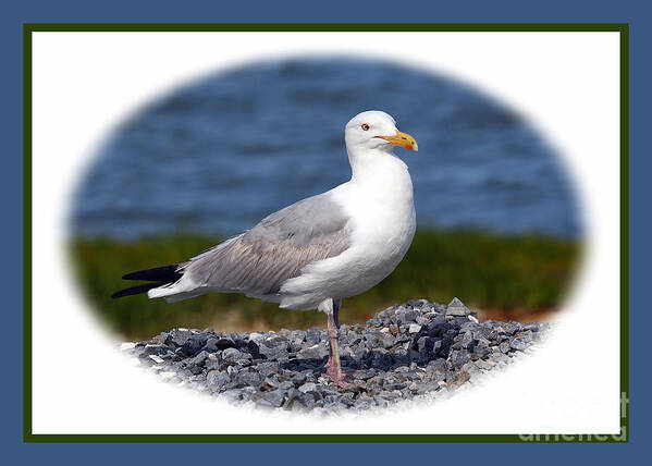 Seagulls Art Print featuring the photograph Portrait Pose by Geoff Crego