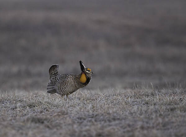 Wisconsin's Prairie Chicken Art Print featuring the photograph Prairie Chicken 2013-7 by Thomas Young