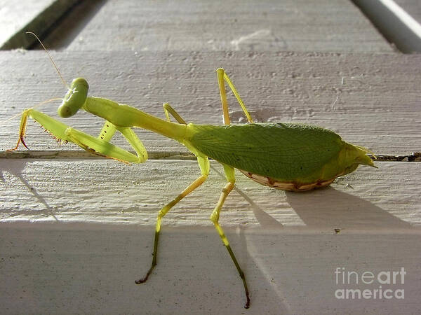 Insect Art Print featuring the photograph Praying Mantis by Jola Martysz