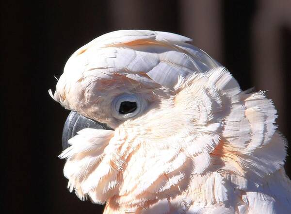 Cockatoo Head Shot Art Print featuring the photograph Pretty in Pink Salmon-Crested Cockatoo Portrait by Andrea Lazar