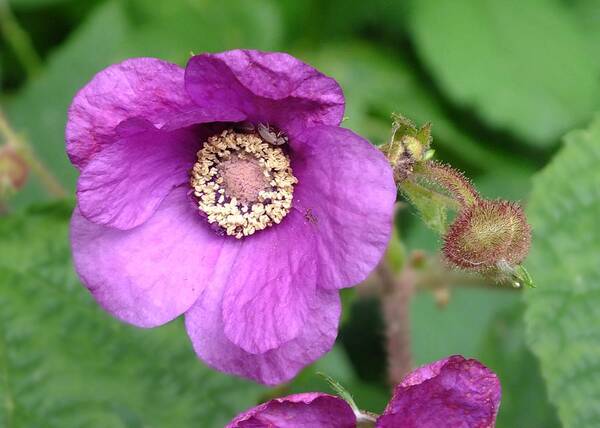 Nature Art Print featuring the photograph Purple Flowering Raspberry by Peggy King