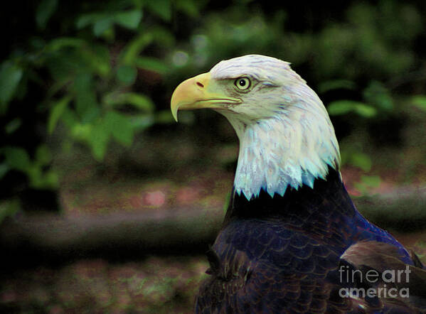 Art Prints Art Print featuring the photograph Profile of America by Dave Bosse