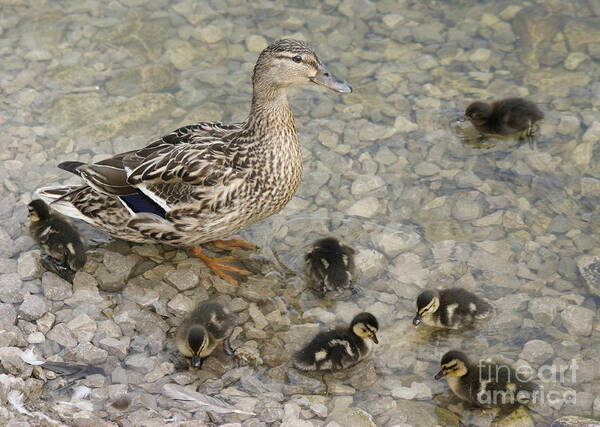 Duck Art Print featuring the photograph Proud Mother by David Birchall