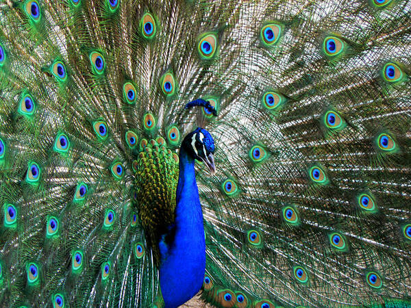 Peacock Art Print featuring the photograph Proud Peacock by Laurel Powell