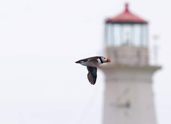 atlantic Puffin Puffin Art Print featuring the photograph Puffin And Light. by Evelyn Garcia