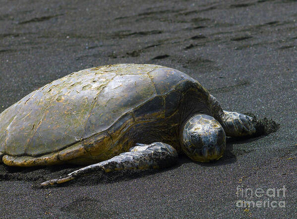 Fine Art Print Art Print featuring the photograph Punaluu Turtle by Patricia Griffin Brett