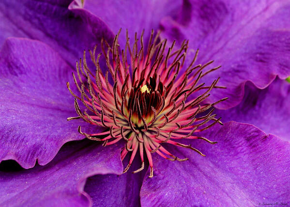 Purple Art Print featuring the photograph Purple Clematis by Suzanne Stout