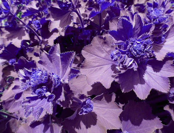 Purple Art Print featuring the photograph Purple Flowers by Laurie Tsemak
