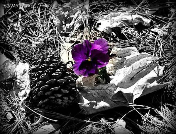 Pansy Art Print featuring the photograph Purple Pansy by Tara Potts