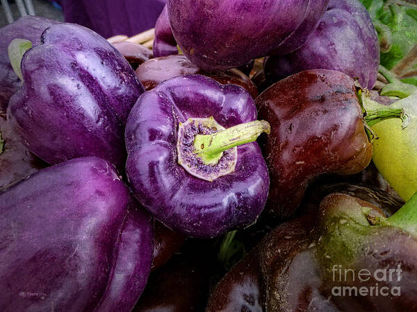 Pepper Art Print featuring the photograph Purple Peppers by Dee Flouton