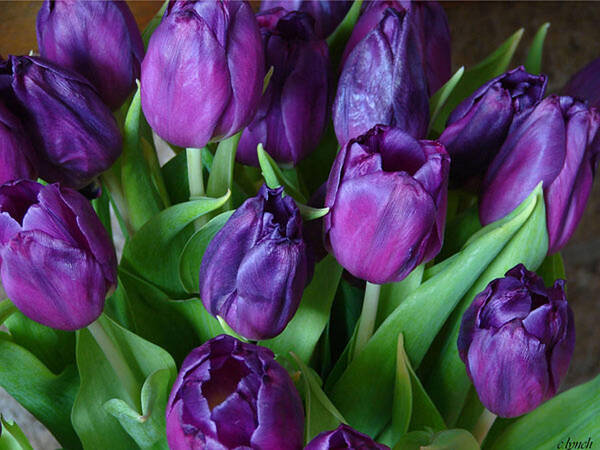 Purple Art Print featuring the photograph Purple tulips by Carol Lynch