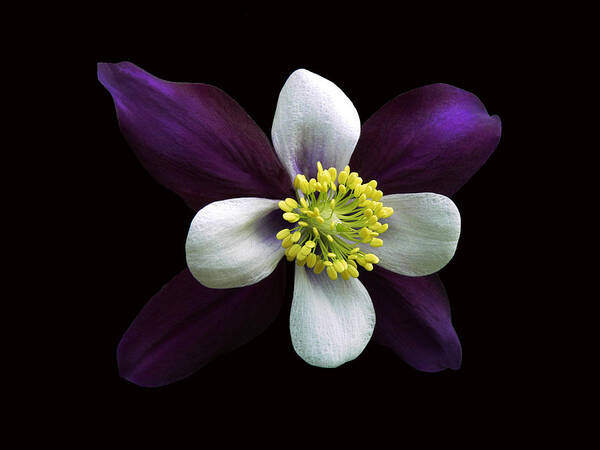 Columbine Art Print featuring the photograph Purrrrfecto by Doug Norkum