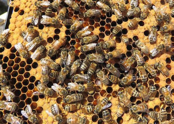 Honeybees Art Print featuring the photograph Queen Bee and her Attendants by Lucinda VanVleck